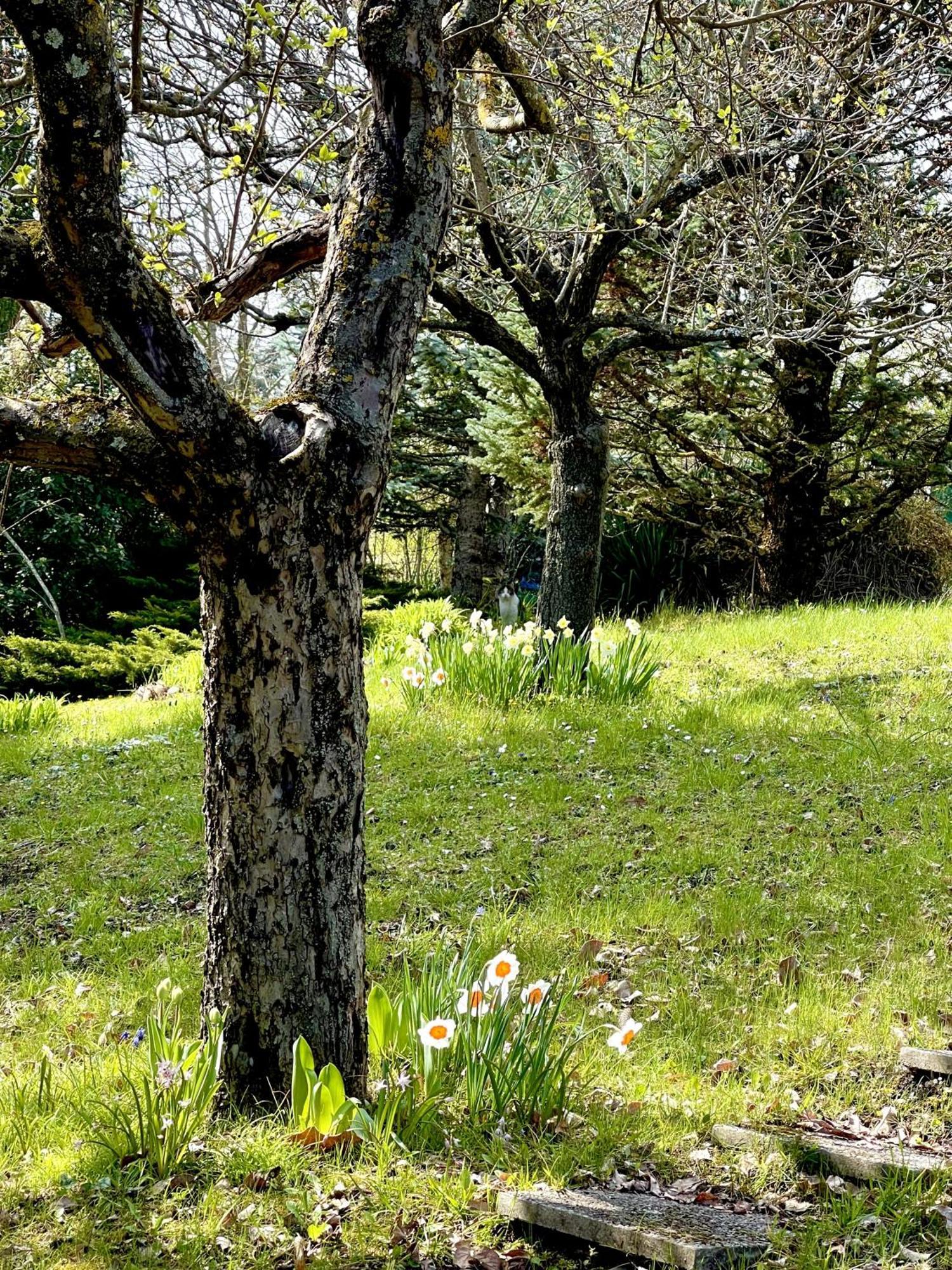 Mazzetti Country House-Vita In Campagna Con Giardino Vimignano-Chiesa Exteriör bild