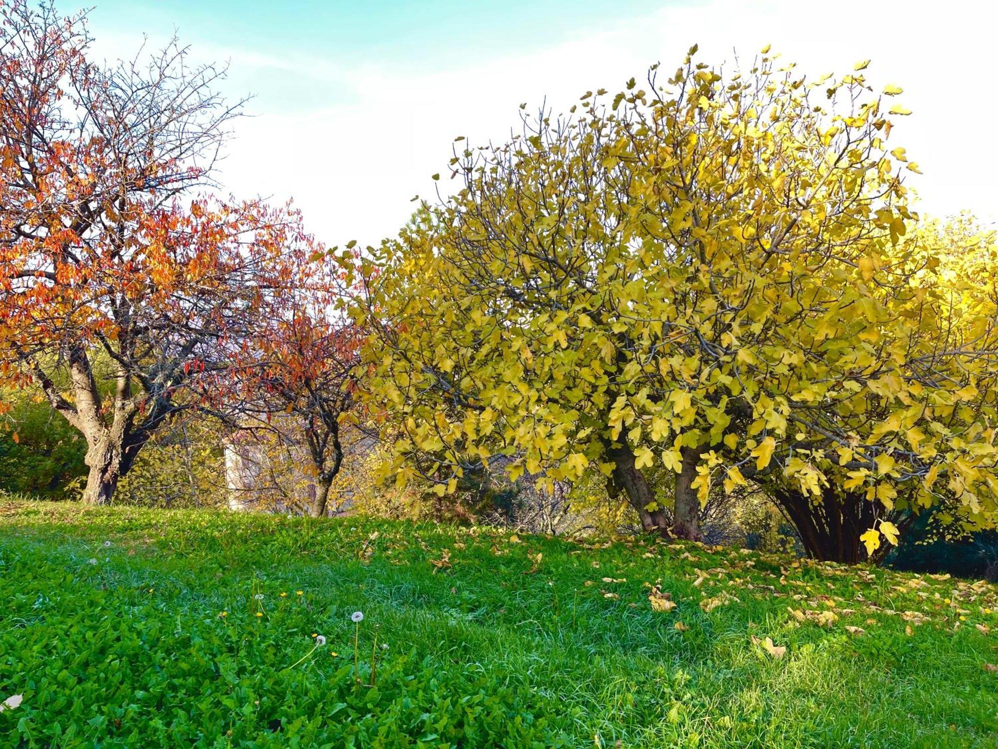Mazzetti Country House-Vita In Campagna Con Giardino Vimignano-Chiesa Exteriör bild